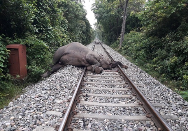 ट्रेन से कटकर हाथी और बच्चे की मौत, कई देर तक ट्रेक पर जमा रहा हाथियों का झुंड - Lok Saakshya